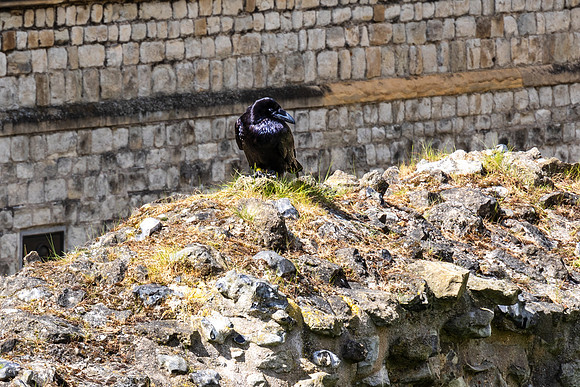 Raven at the Tower of London